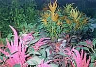 plant picture