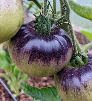 Purple Dark Blue Tomato Seeds for Planting Around 20 Seeds