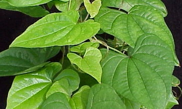 plant picture
