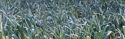 plant picture