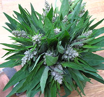 plant picture
