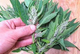 plant picture