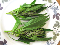 plant picture