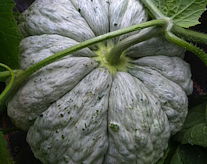 plant picture