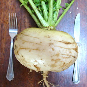 plant picture